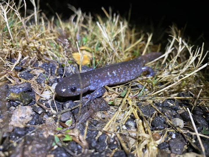 Smallmouth Salamander